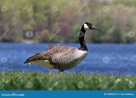 One Canada Goose Standing By A Pond In Summer Stock Photo Image Of