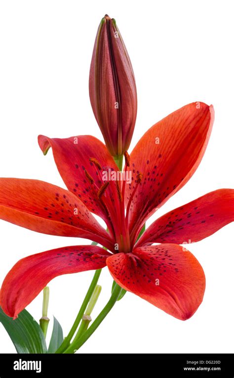 Red Lily Flower Isolated Stock Photo Alamy