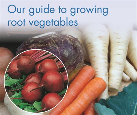 Success With Carrots And Other Root Vegetables Mr Fothergills Guide To