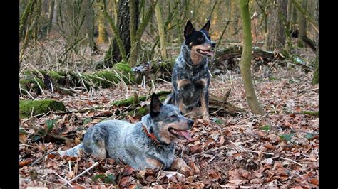 Australian Cattle Dog Breed Pictures And Information Fallinpets