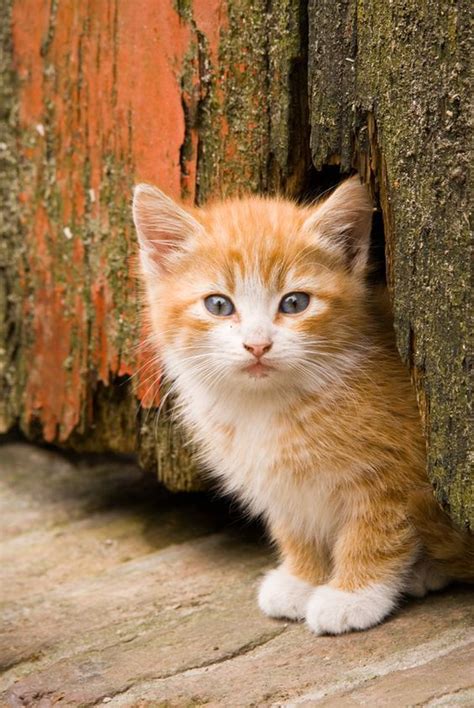 Ginger Kitten Pics Of Cute Cats Super Cute Kittens Cute Cats And