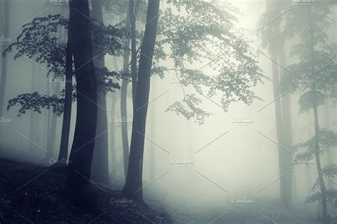 Haunted Halloween Woods Pack 3 High Quality Nature Stock Photos
