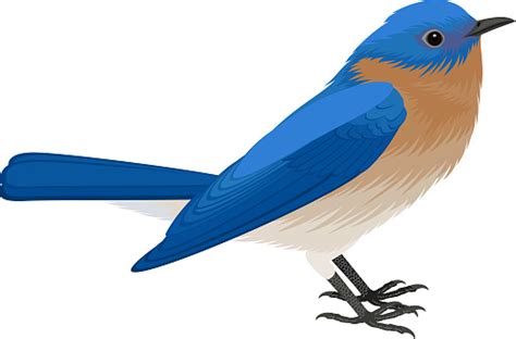Ilustración De Vector Oriental Bluebird Y Más Vectores Libres De