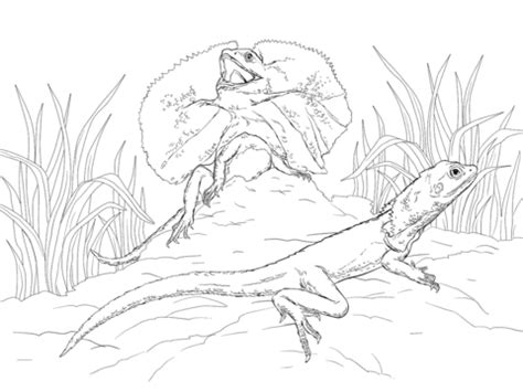 Maybe you would like to learn more about one of these? Download Frilled-neck Lizard coloring for free ...