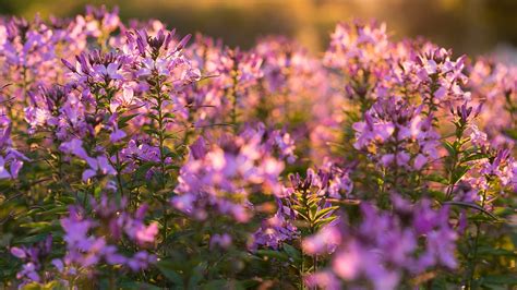 Save Our Canyons - Flora and Fauna