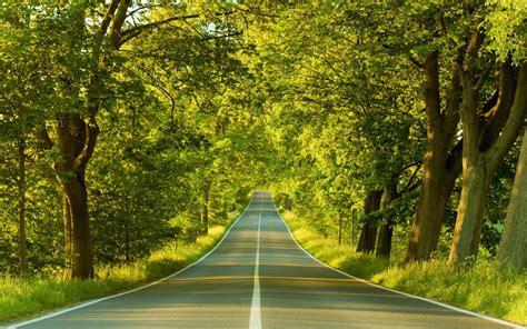 Download Road Through Trees Wallpaper By Jamieromero Roads
