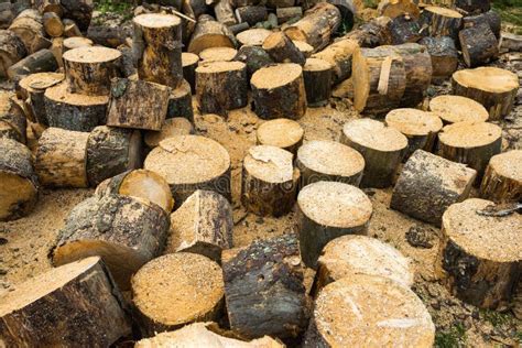 Wooden Logs Of Oak Tree Stock Photo Image Of Stump Environment 76645032