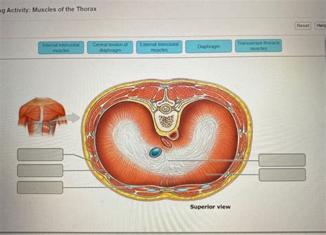 Maybe you would like to learn more about one of these? Rib Cage Muscles And Tendons / Thorax And Abdominal ...