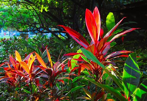 Maybe you would like to learn more about one of these? cordyline hawaiian ti plant outdoors