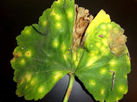 Geranium Pests Diseases And Other Problems Thompson And Morgan Blog