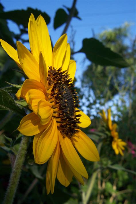False sunflower (heliopsis helianthoides) posted by shell. Sunflower (Helianthus annuus) | Medicinal plants, Plant ...