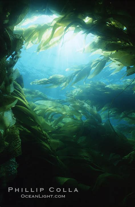 Kelp Forest San Clemente Island Macrocystis Pyrifera California