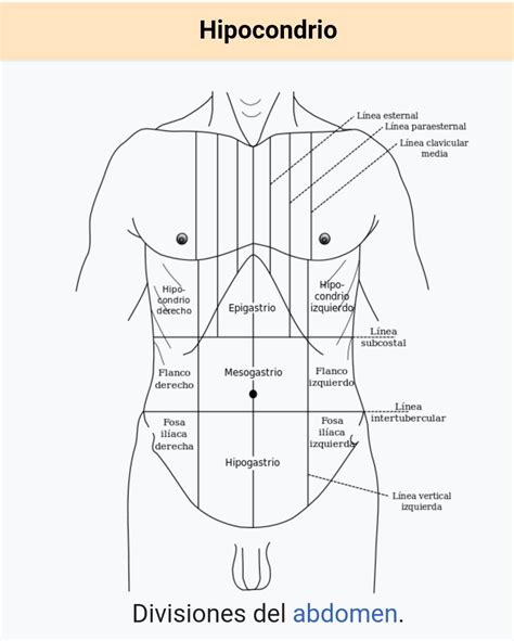 Sintético Foto Cuadrantes Del Abdomen Y Sus órganos Actualizar