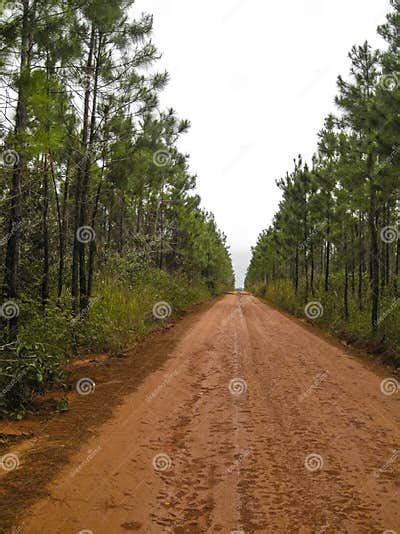 Long And Unending Tree Lined Dirt Road Stock Photo Image Of Soil