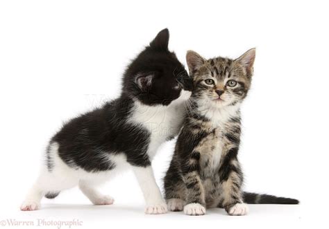 Tabby Kitten With Black And White Kitten Photo Wp28970