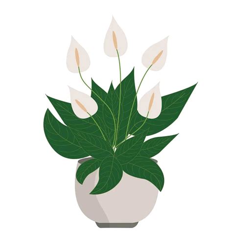 What Is The Peace Lily Meaning And Symbolism Plantglossary