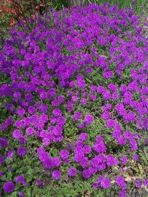 Easy Care Ground Cover Perennials Ground Cover Good