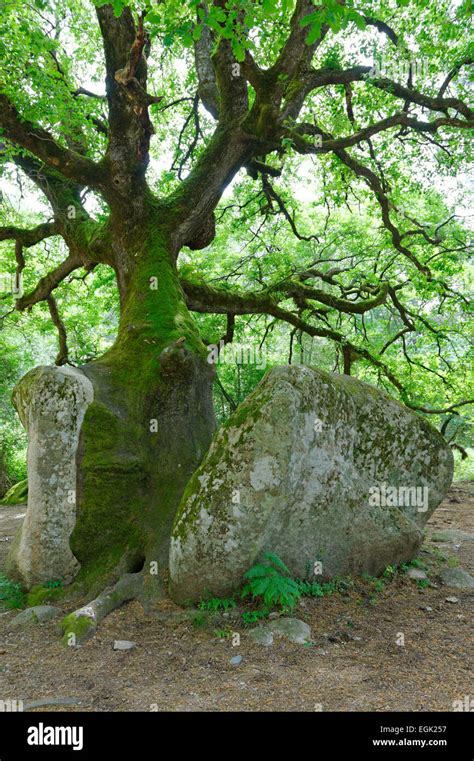 Mighty Old Oak Quercus Sp Splitting A Stone Natural Monument In The