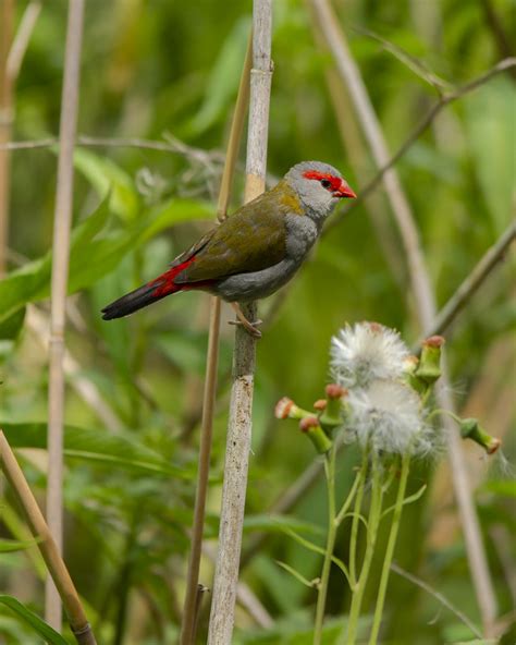 Birds Finches Flickr