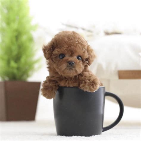 Piper Red Teacup Poodle Posh Pocket Pups Poodle Puppies For Sale