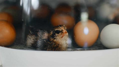 Incubating Chicken Eggs The Process And Requirements Chickens