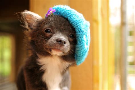 23 Adorable Dogs In Hats Gallery Dogtime