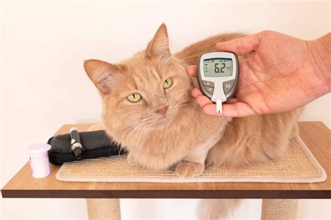 High Blood Sugar In Cats With Chart A Guide For Cat Owners