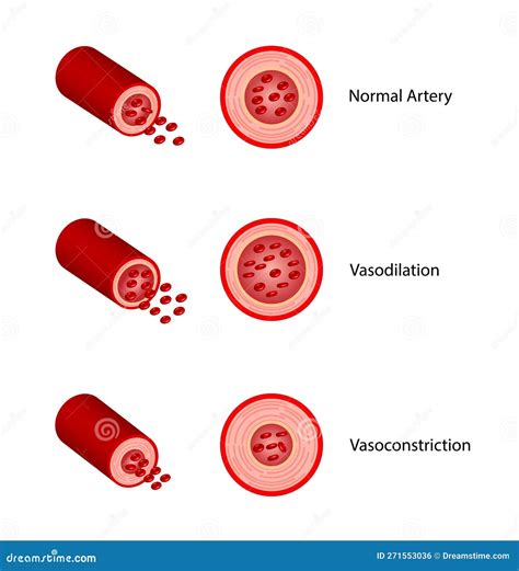 Arterial Vasoconstriction And Vasodilation Comparison Of Normal