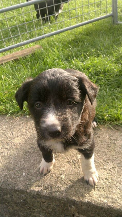 Advice from breed experts to make a safe choice. BORDER COLLIE (SHEEPDOG) PUPPIES FOR SALE | Welshpool ...