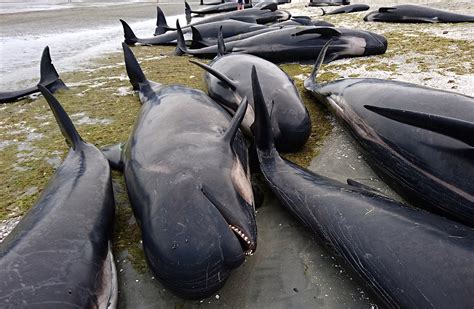 Hundreds Of Pilot Whales Die After Beaching In New Zealand The New