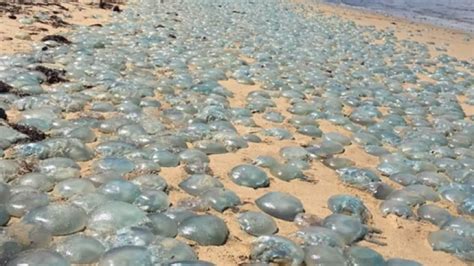 Hordes Of Jellyfish Take Over Australian Beach
