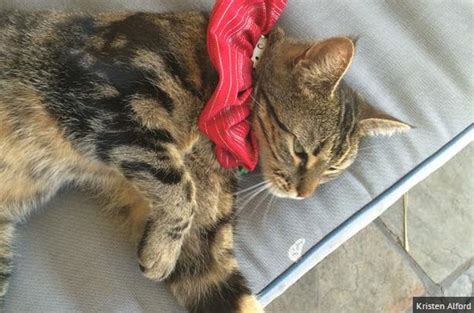 Pinned onto cat collarsboard in cat accessories category. DIY Bird Alert Cat Collar - petdiys.com