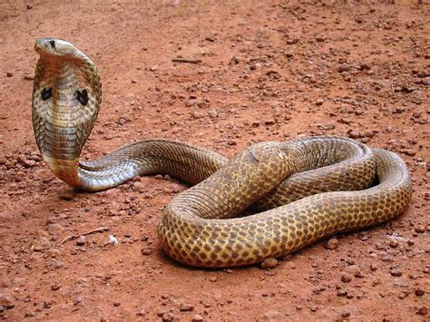 Beautiful Indian King Cobra Snake HD Wallpaper Pxfuel
