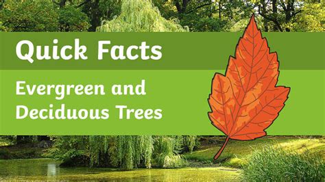 Quick Facts Evergreen And Deciduous Trees Video Twinkl