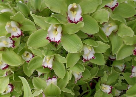 Bunch Of Bright Green With White And Magenta Accent Blooming Orchid