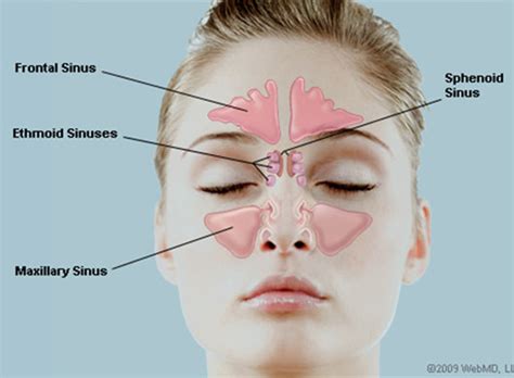 Removing question excerpt is a premium feature. How My sinuses Work | Carolina Sinus Center