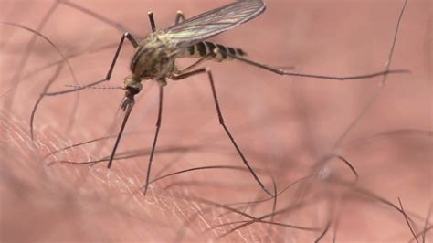 These Cities Are The Worst For Mosquitoes The Weather Channel