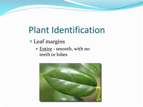 Ppt Plant Morphology Powerpoint Presentation Free Download Id4490307