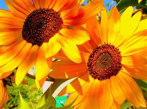 Pin By Lindsay Vigstol On Sunflowers Red Sunflowers Orange
