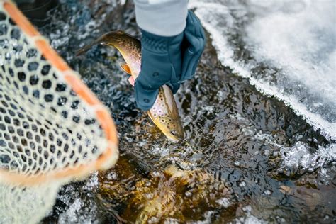7 Fun Facts About Colorado Trout Fly Fishing Colorado