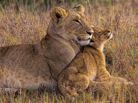 Images Lion Lioness Cubs Two Animals 1600x1200
