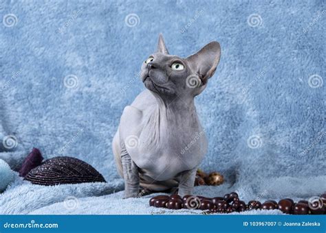 Blue Canadian Sphynx Cat Stock Image Image Of Sphynx 103967007