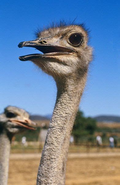 Greetings Card Ostrich 6×8 Inch Greetings Card Made In The Uk Artofit