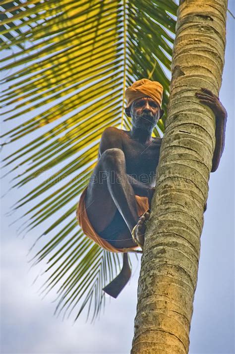 Royalty Free Stock Photograph Old Man Climbing A Coconut Palm Tree