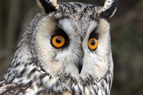 55 Most Colorful Owls In The World Color Meanings