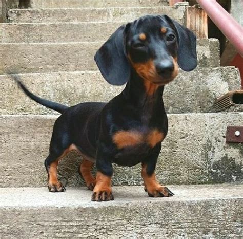 Cute Dachshund If You Love Dachshunds Visit Our Blog To Find The Best Products And