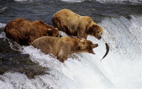 Brown Bears Alaska Wallpapers Hd Wallpapers Id 8202