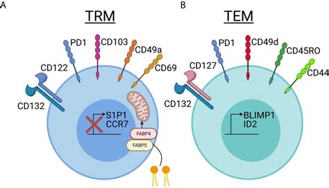 Frontiers Resident Memory T Cells In Autoimmune Skin Diseases