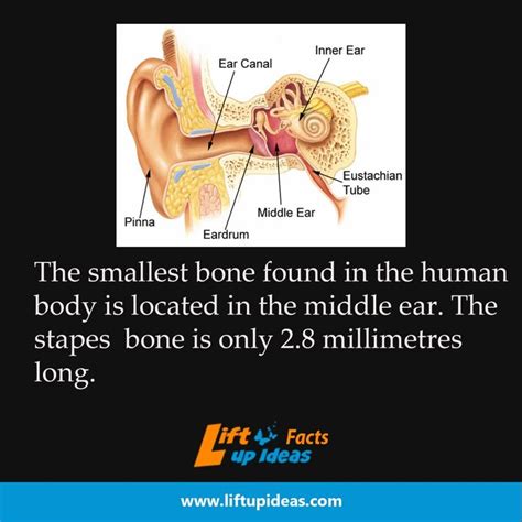 Fact The Stapes Bone In Ear Is Only 28 Millimeters Long Bones In