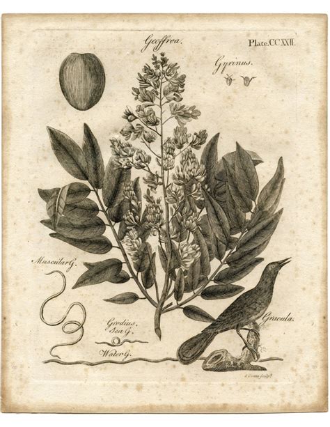 Fabulous Early Botanical Printable Botany The Graphics Fairy